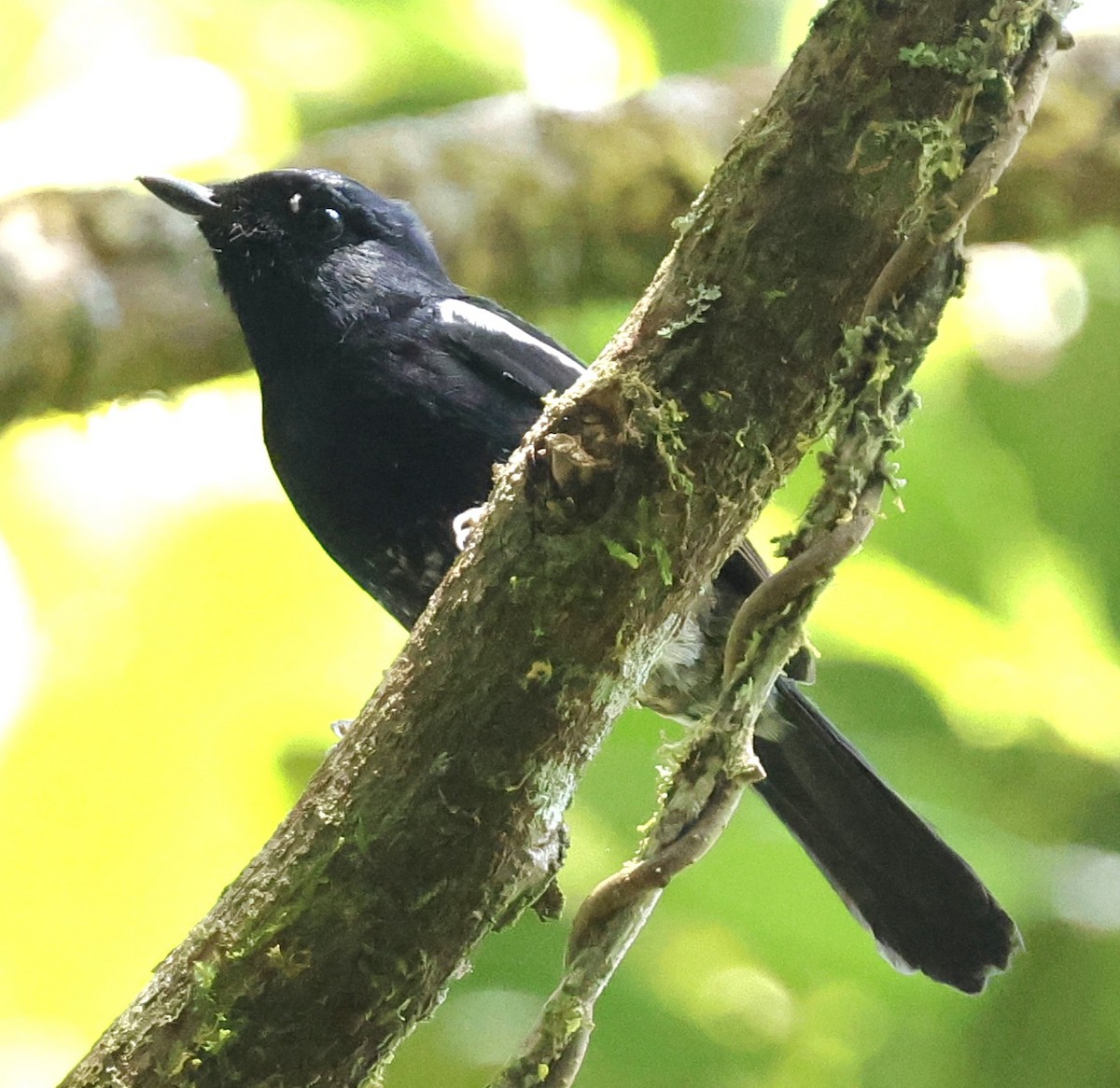 Madagascar Magpie-Robin - ML642464340
