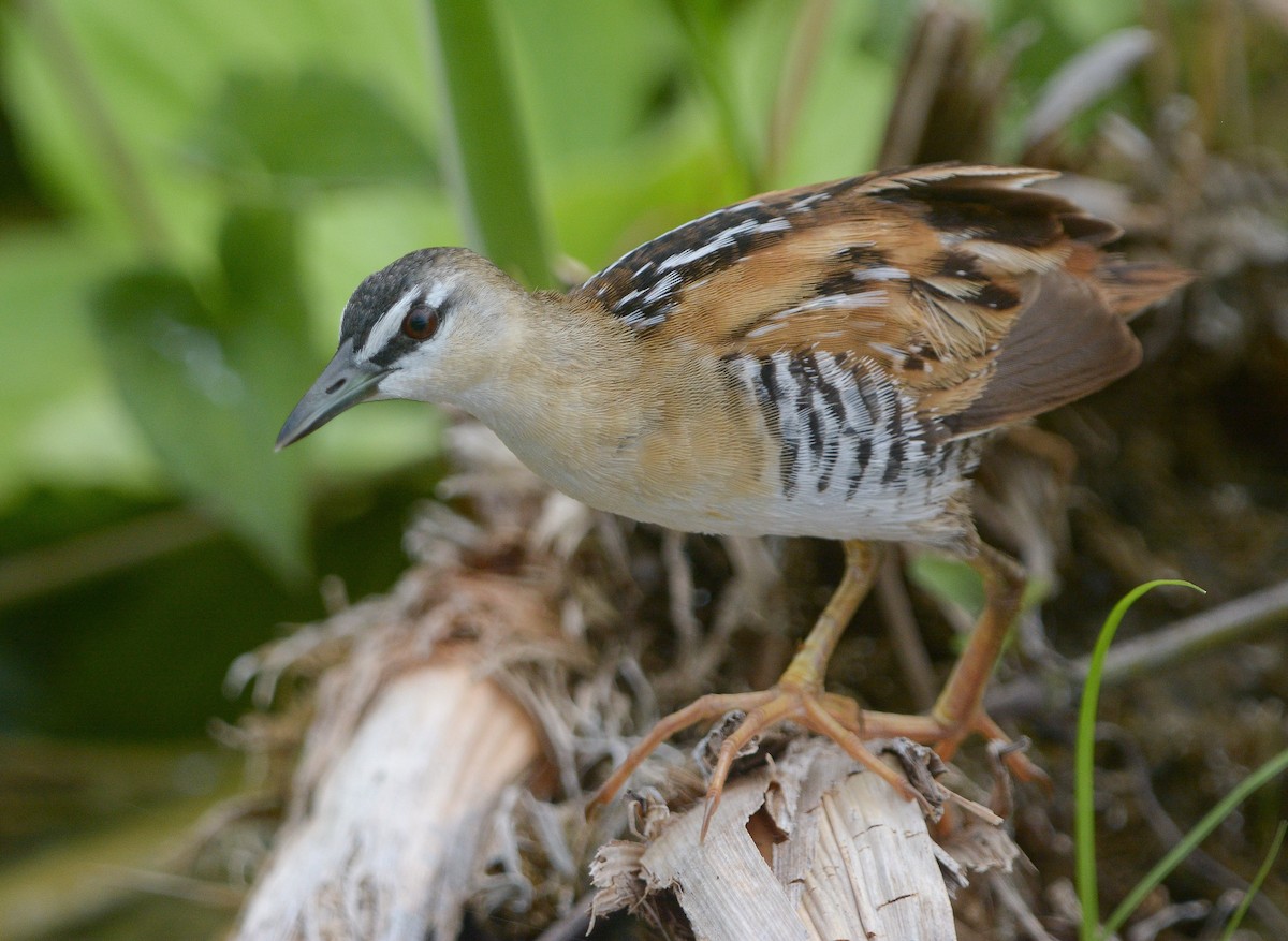 キムネヒメクイナ - ML642464383