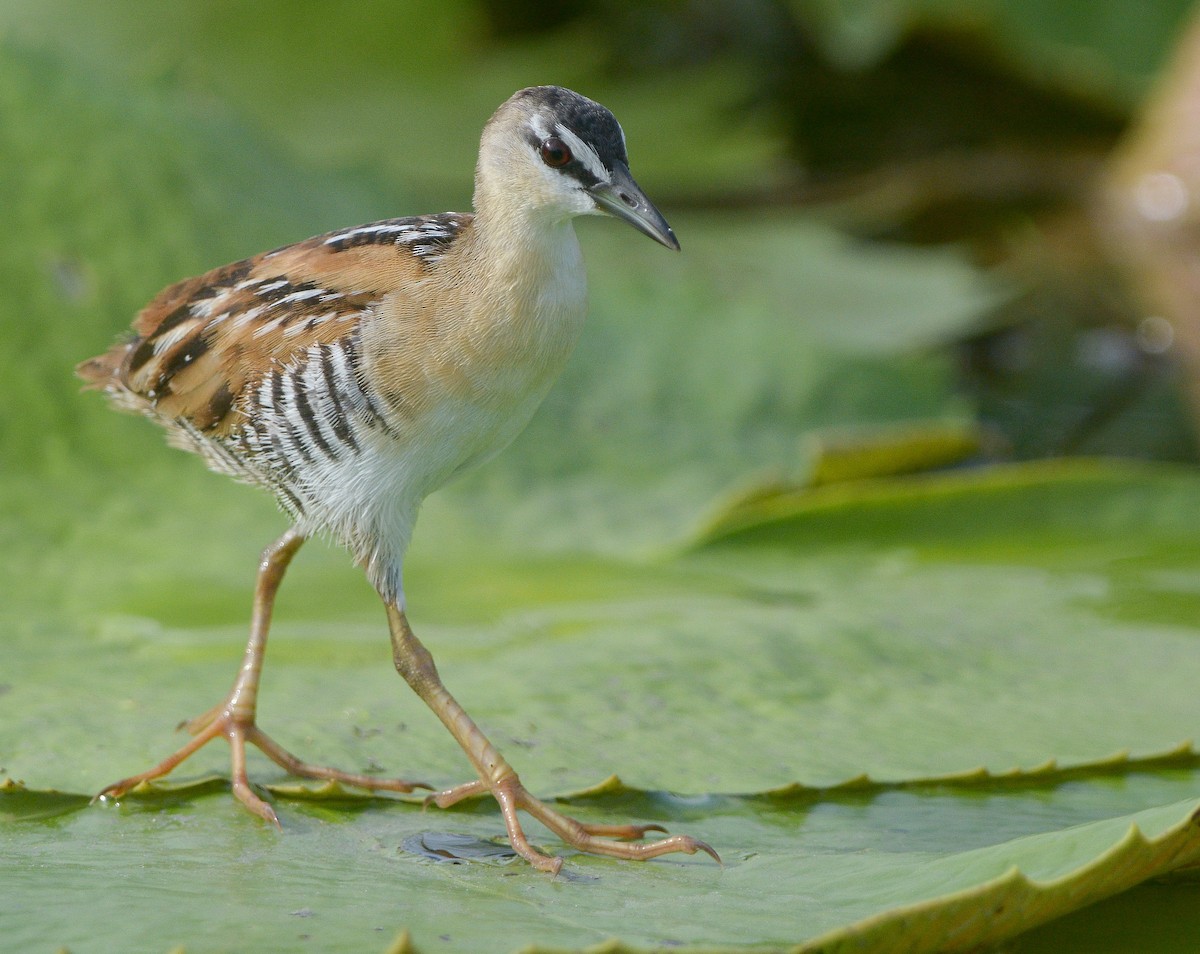 キムネヒメクイナ - ML642464394