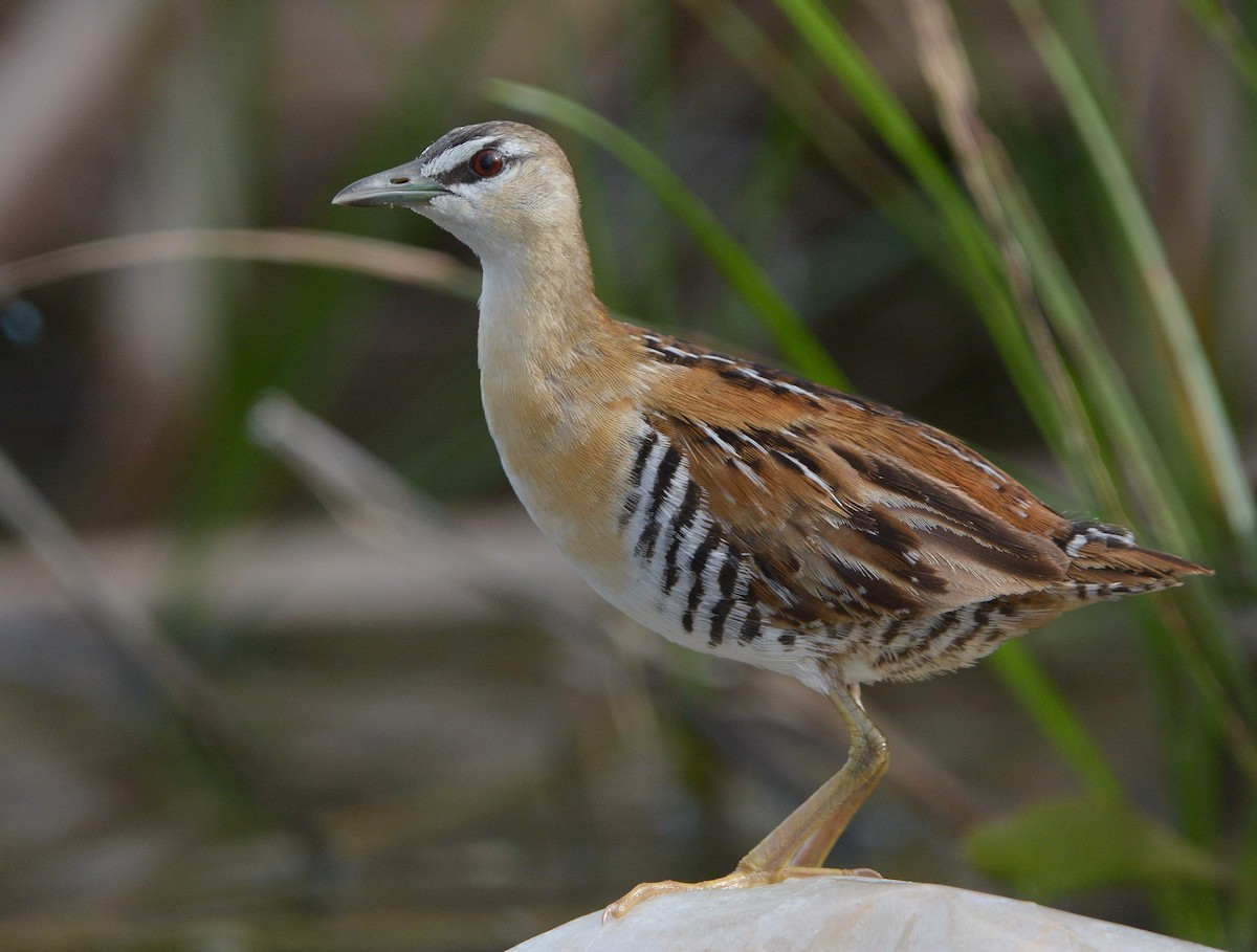 キムネヒメクイナ - ML642464404