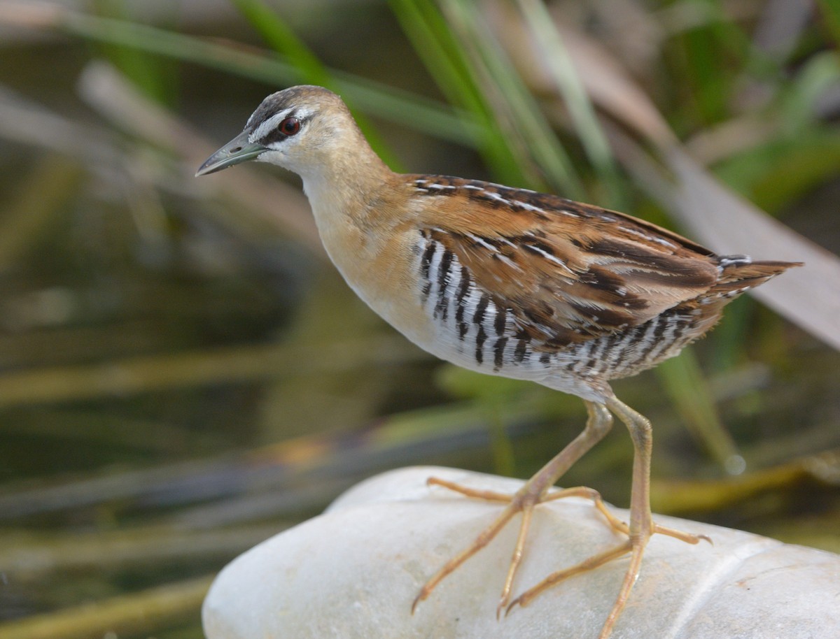 キムネヒメクイナ - ML642464412