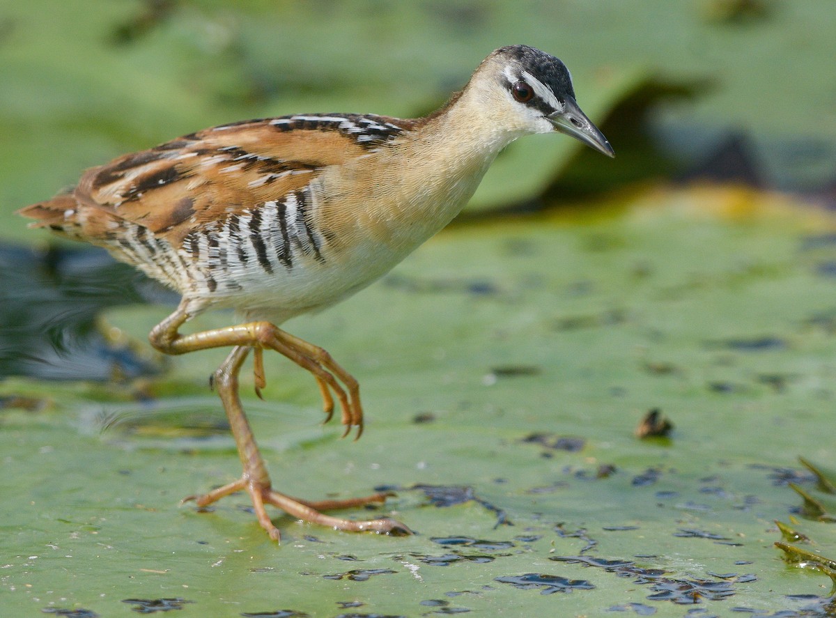 キムネヒメクイナ - ML642464418