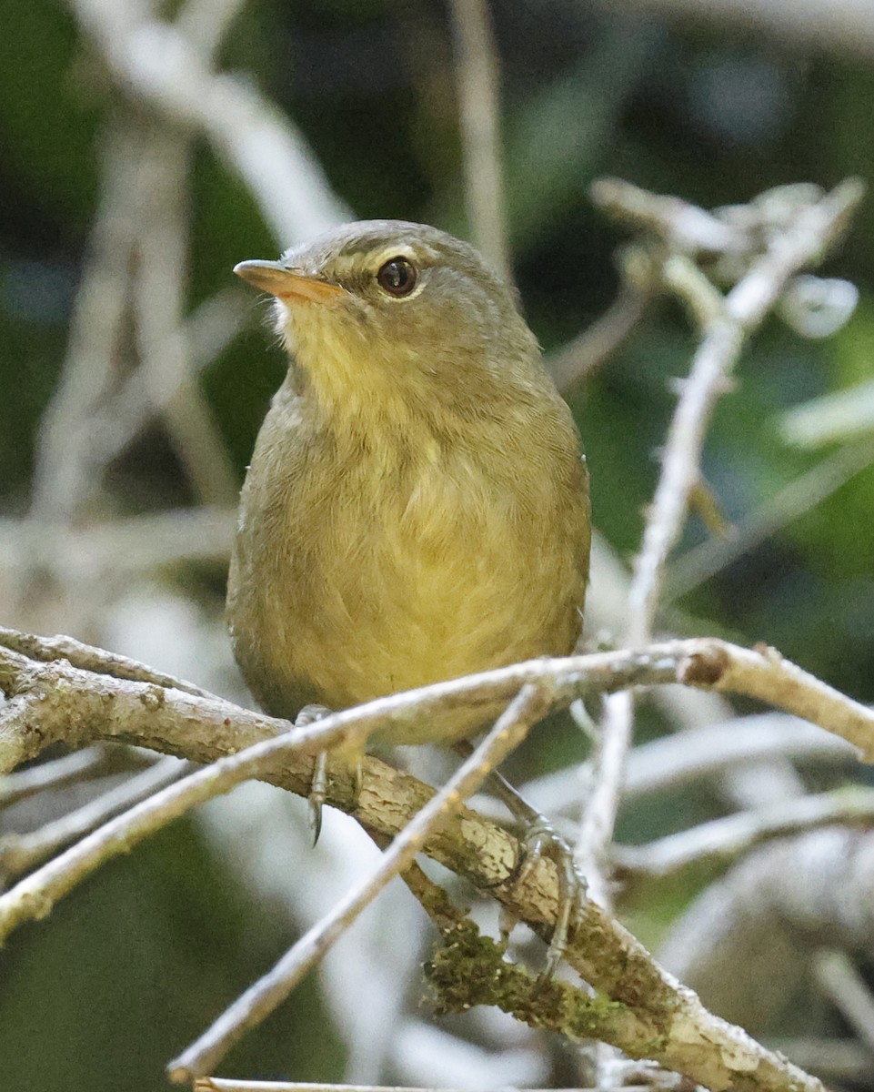 Malagasy Brush-Warbler - ML642464434