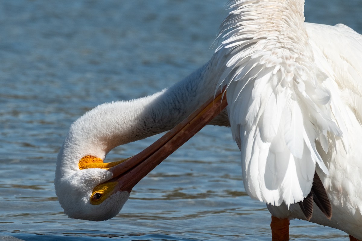 American White Pelican - ML642464450
