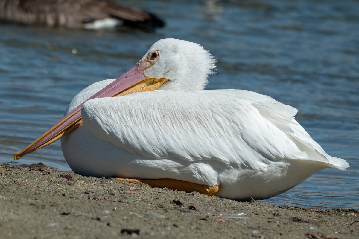 American White Pelican - ML642464451