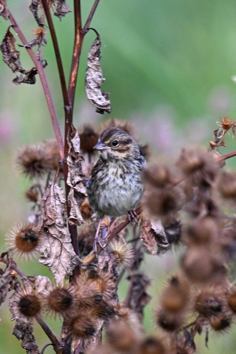 Swamp Sparrow - ML642464452