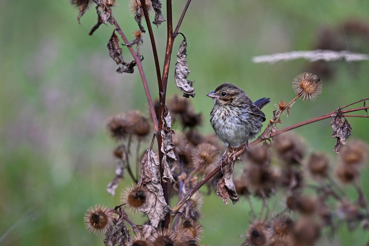 Swamp Sparrow - ML642464454