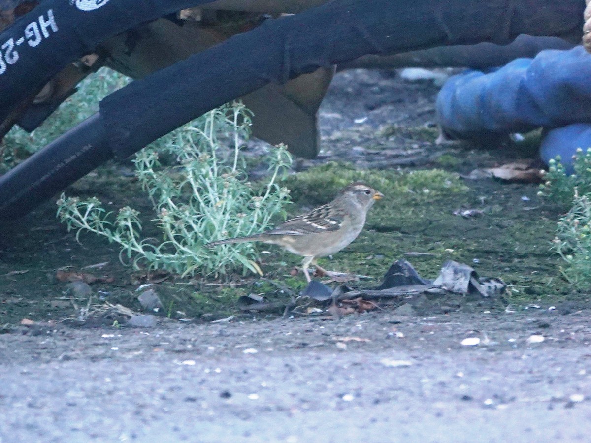 White-crowned Sparrow - ML642464456