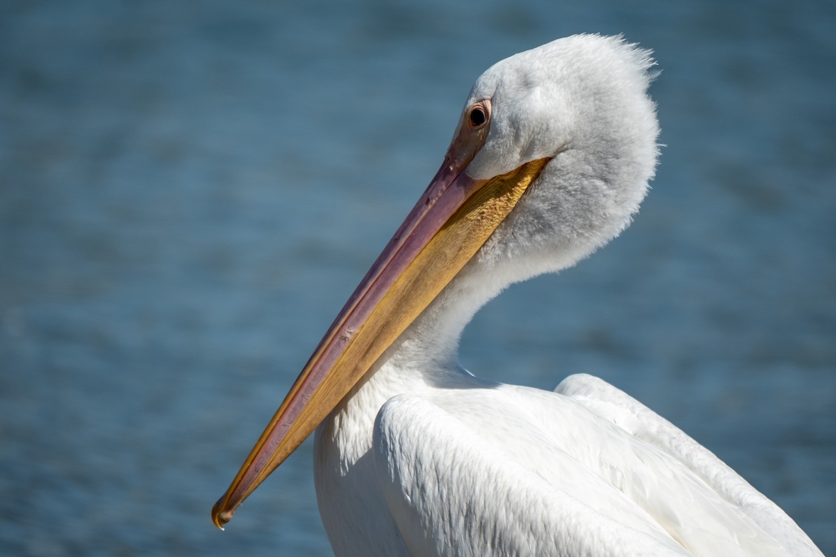 American White Pelican - ML642464457