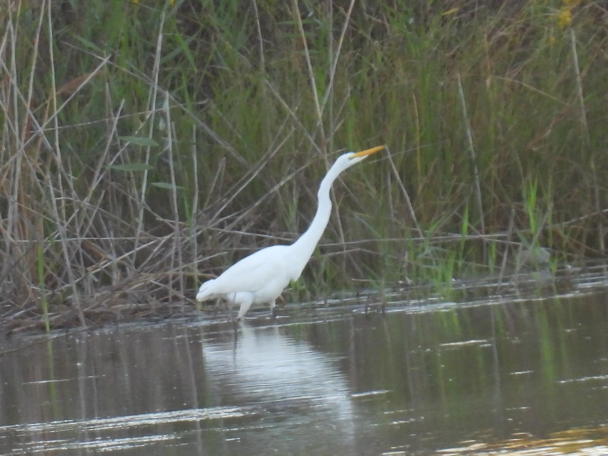 Great Egret - ML642464458