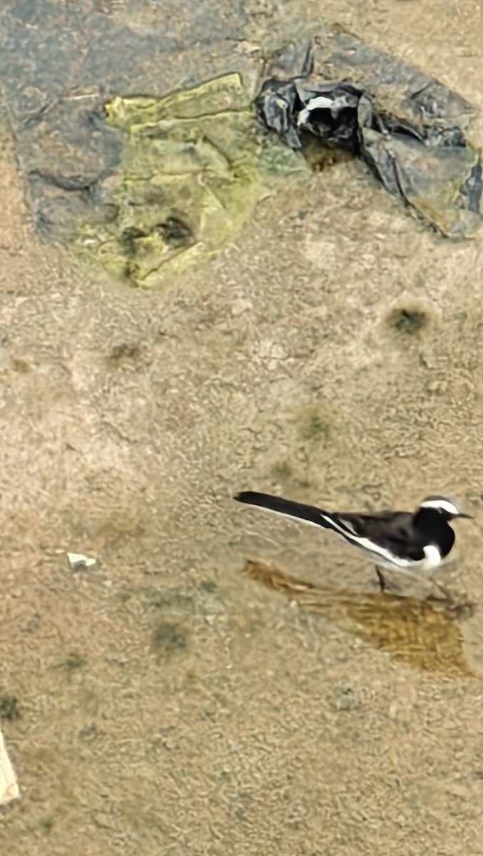 White-browed Wagtail - ML642464459
