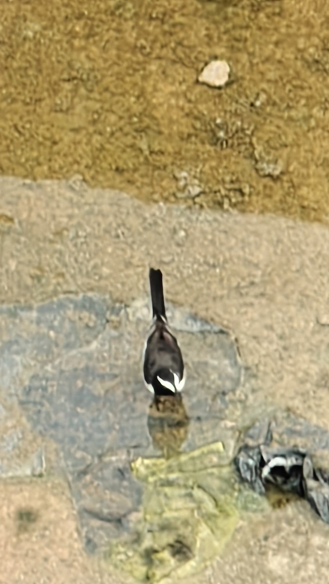 White-browed Wagtail - ML642464460