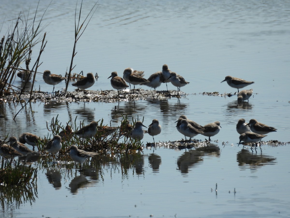 Western Sandpiper - ML642464461