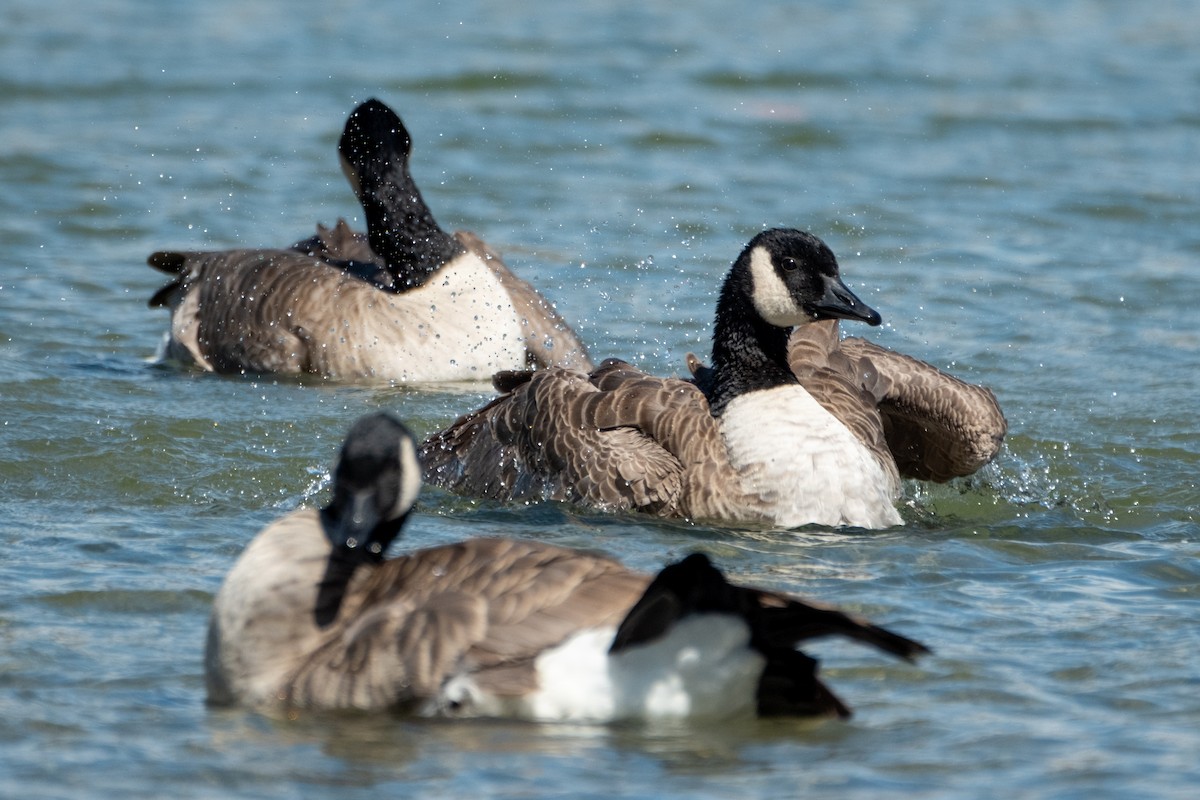 Canada Goose - ML642464464
