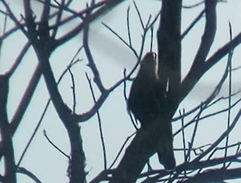 Crested Caracara - ML642464465