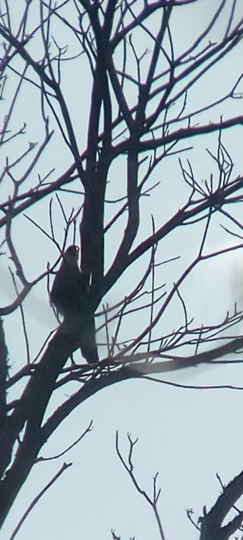 Crested Caracara - ML642464466