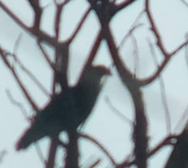 Crested Caracara - ML642464467
