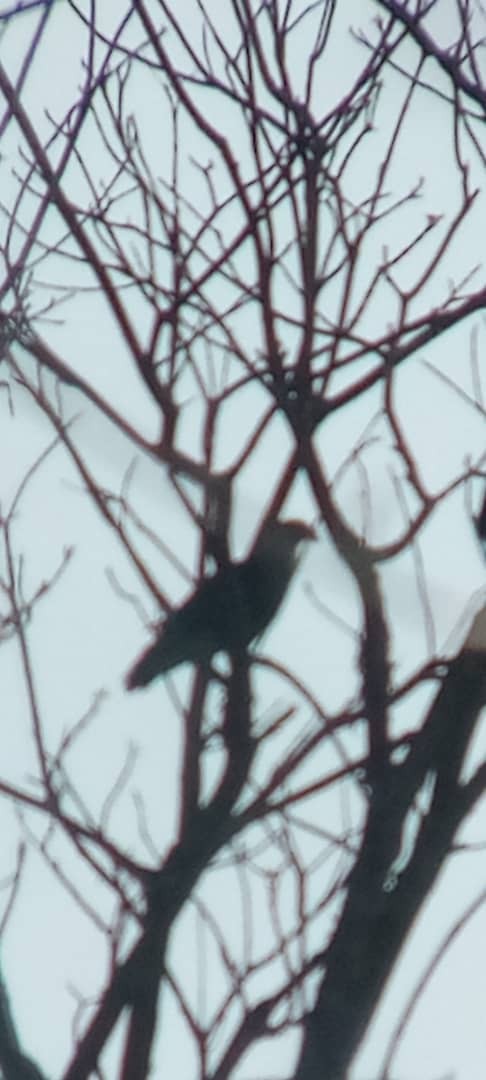Crested Caracara - ML642464468