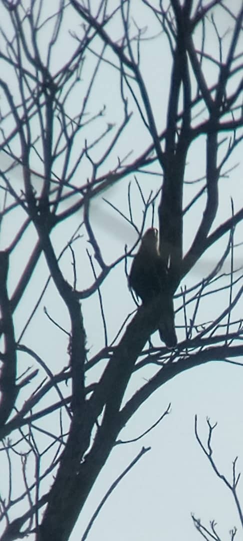 Crested Caracara - ML642464469