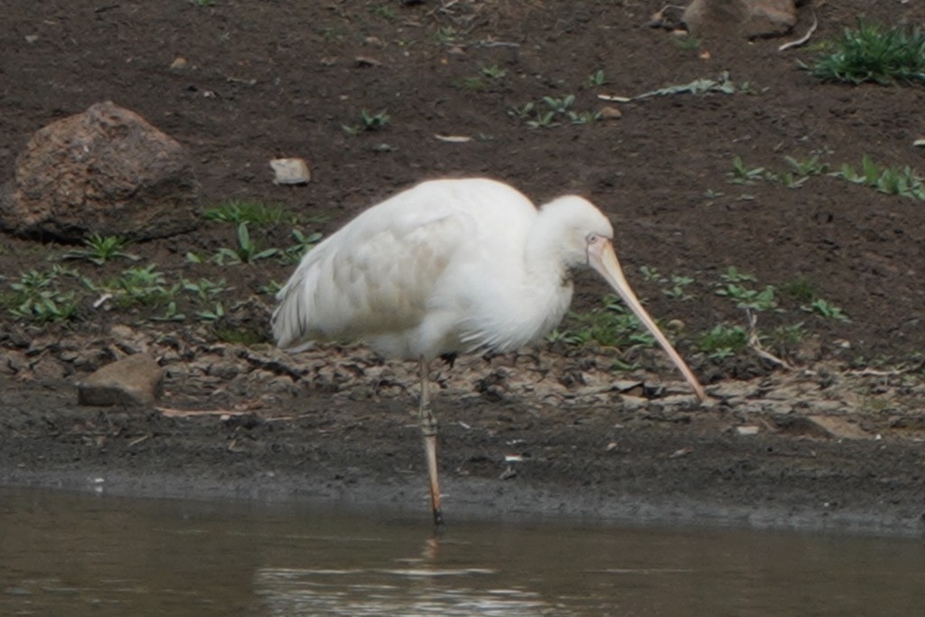 Yellow-billed Spoonbill - ML642464470