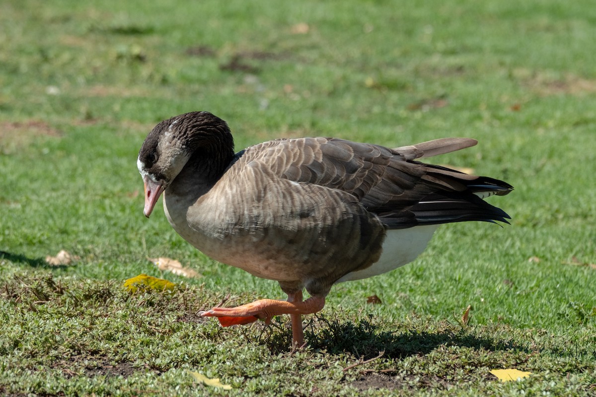 Domestic goose sp. x Canada Goose (hybrid) - ML642464471