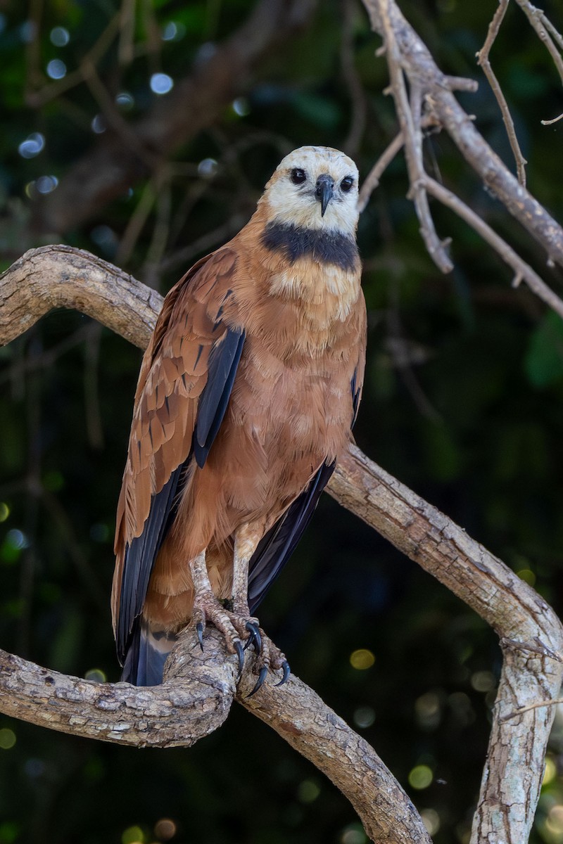 Black-collared Hawk - ML642464472