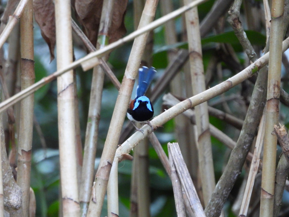 Lovely Fairywren - ML642464475