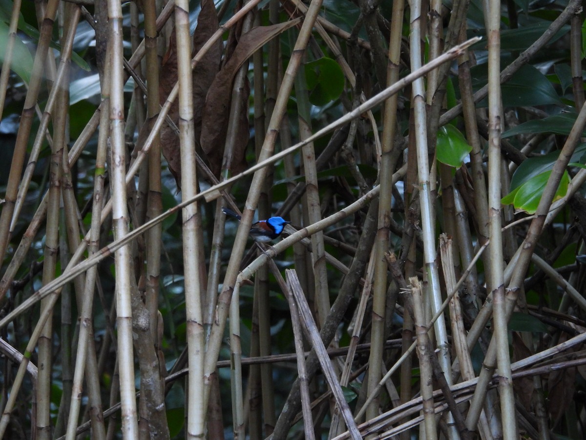 Lovely Fairywren - ML642464476