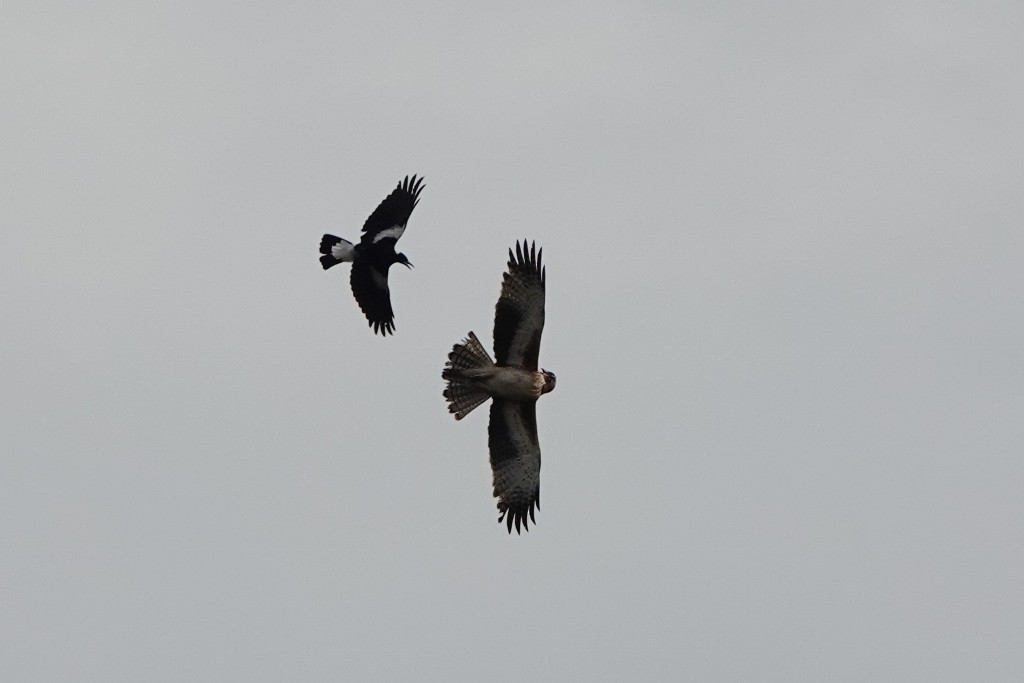 Little Eagle - ML642464477