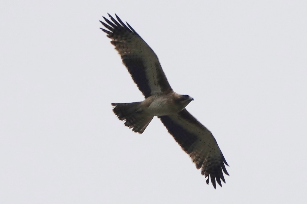 Little Eagle - ML642464480