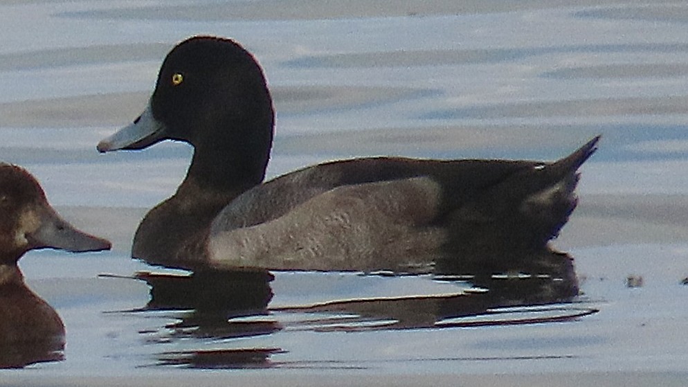 Greater Scaup - ML642464490