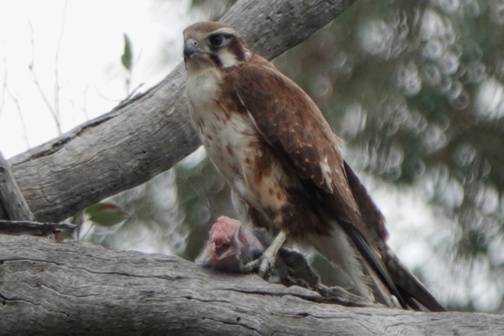 Brown Falcon - ML642464491
