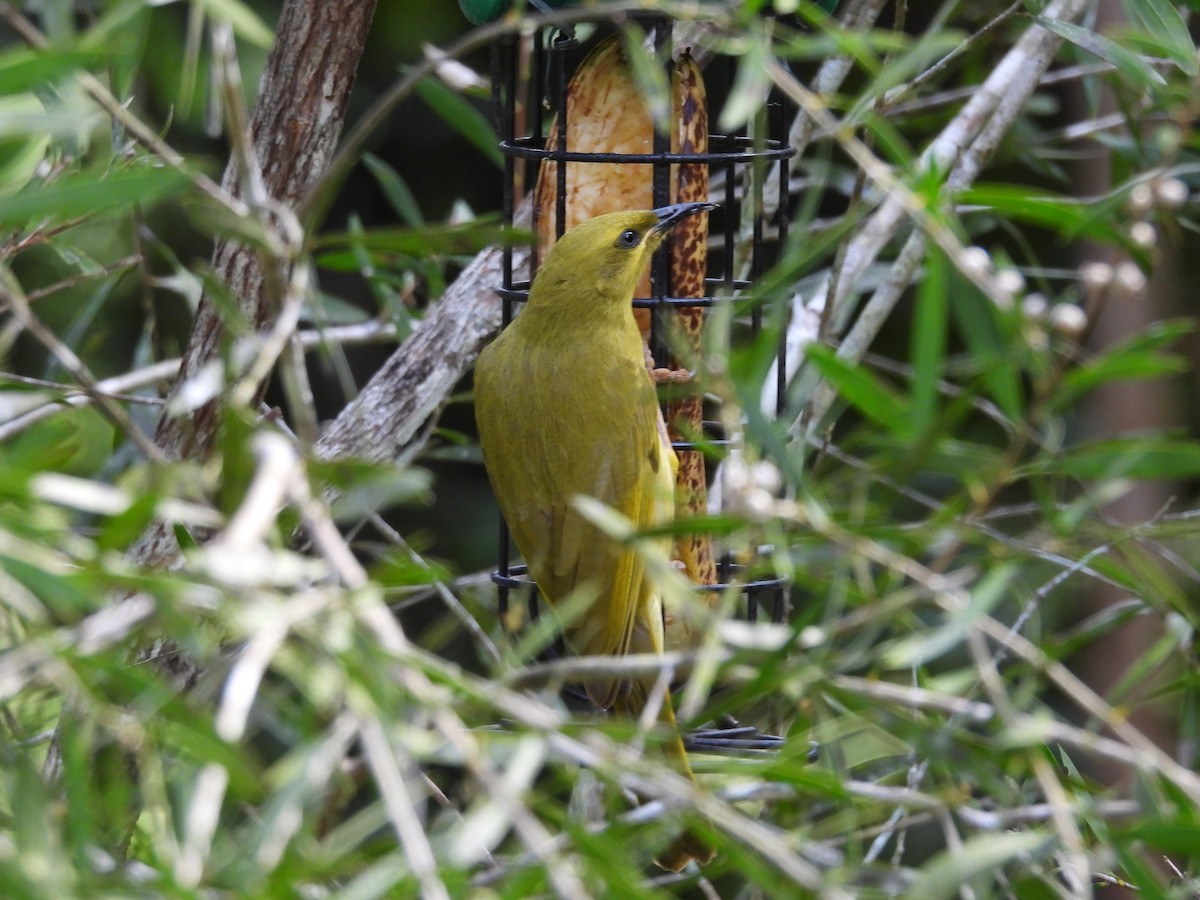 Yellow Honeyeater - ML642464493
