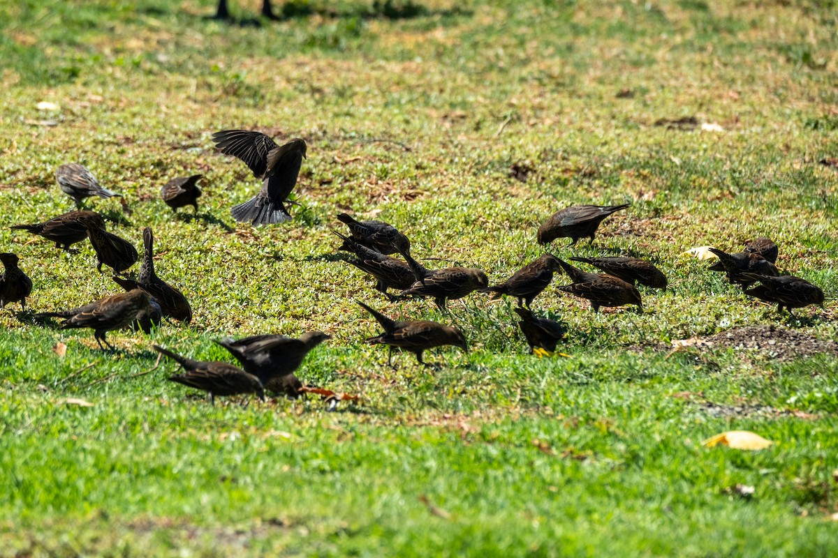 Red-winged Blackbird (California Bicolored) - ML642464500