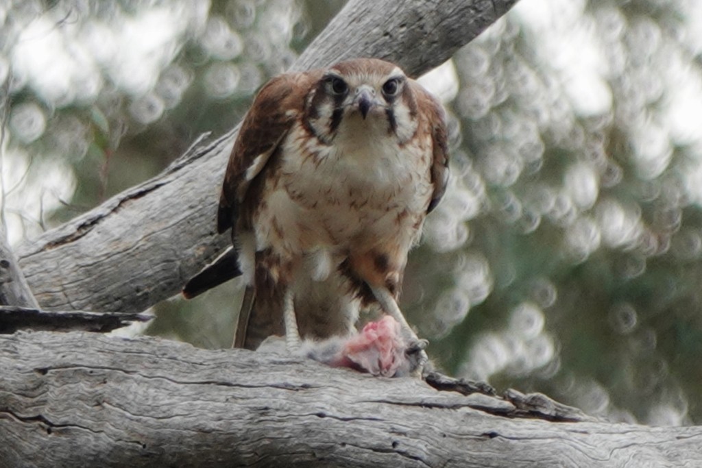 Brown Falcon - ML642464502