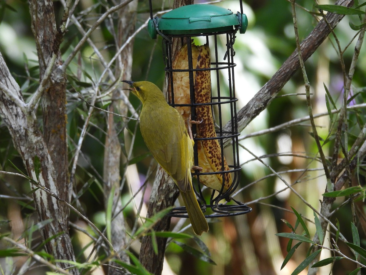Yellow Honeyeater - ML642464503