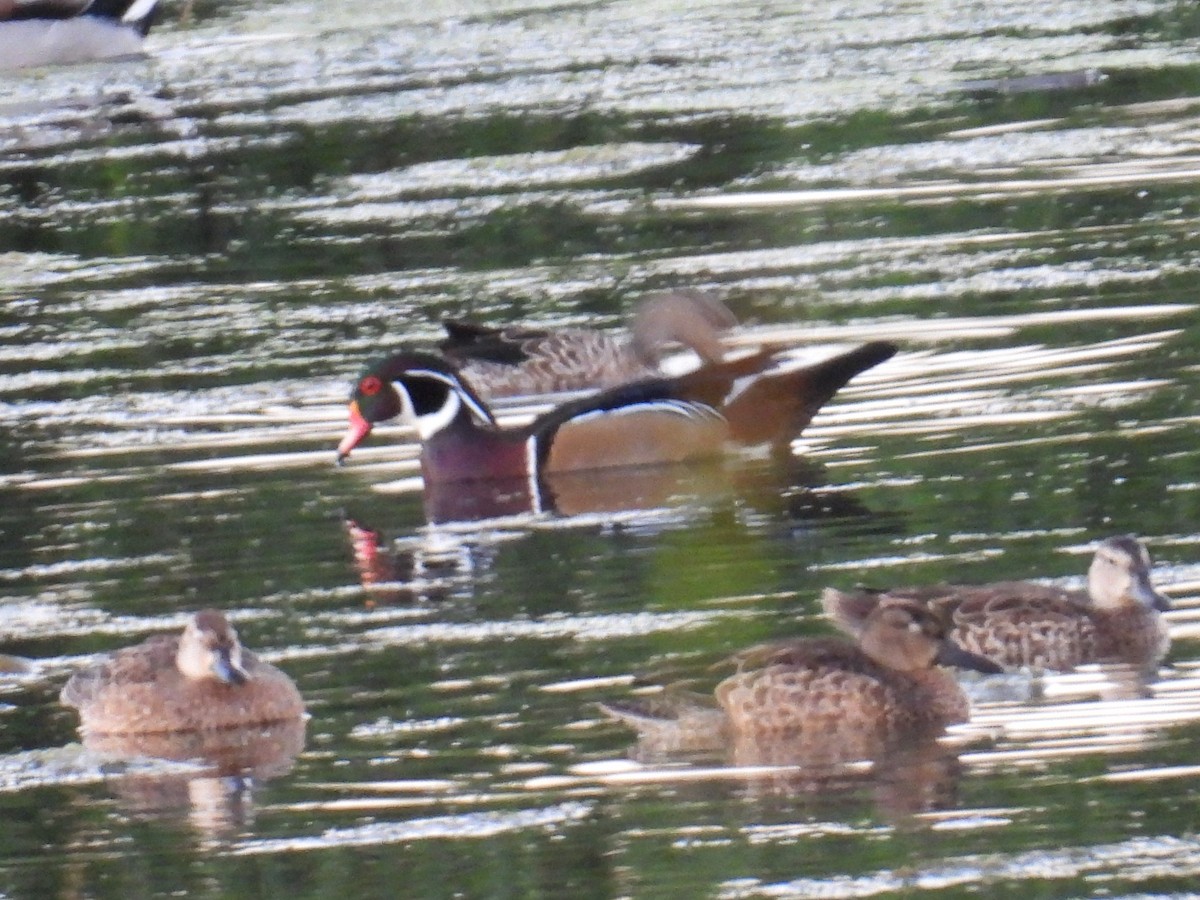 Wood Duck - ML642464507