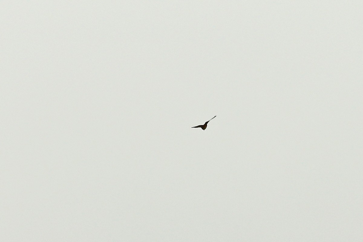 maorifalk - ML642464508