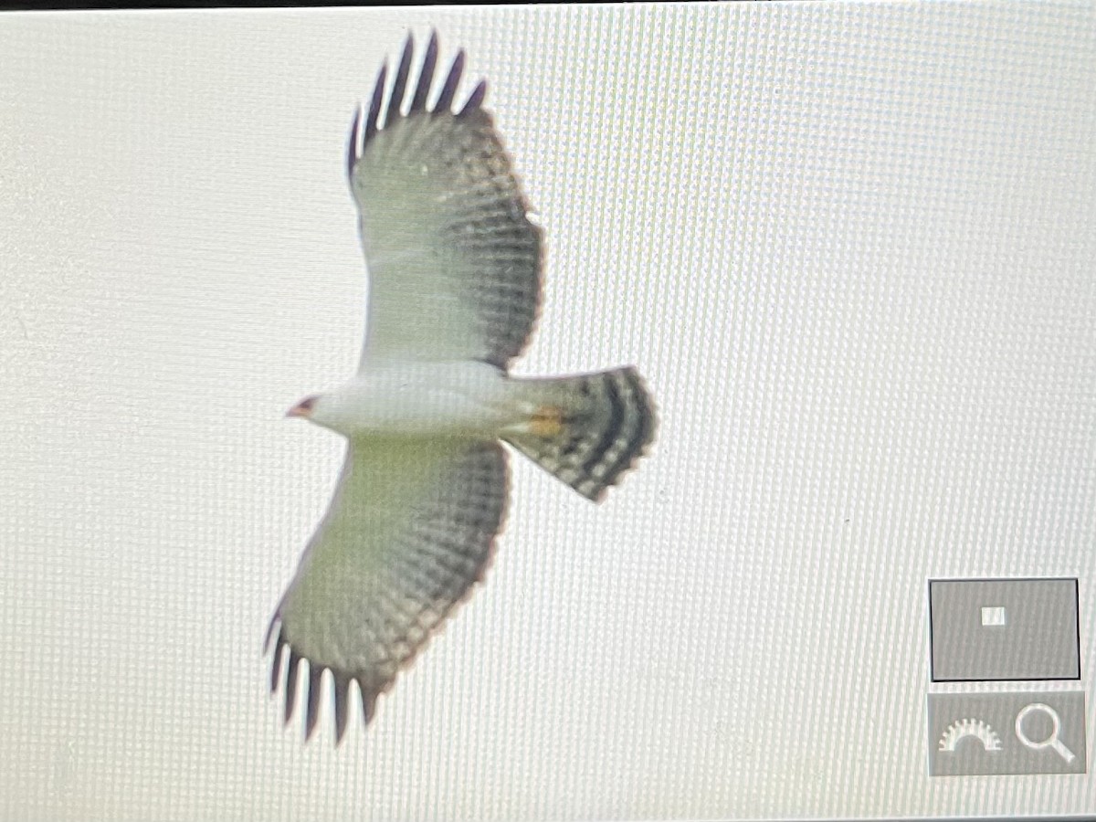 Black-and-white Hawk-Eagle - ML642464511