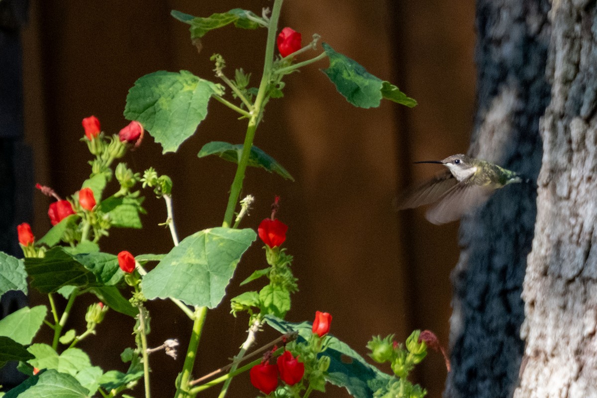 Colibri à gorge rubis - ML642464531
