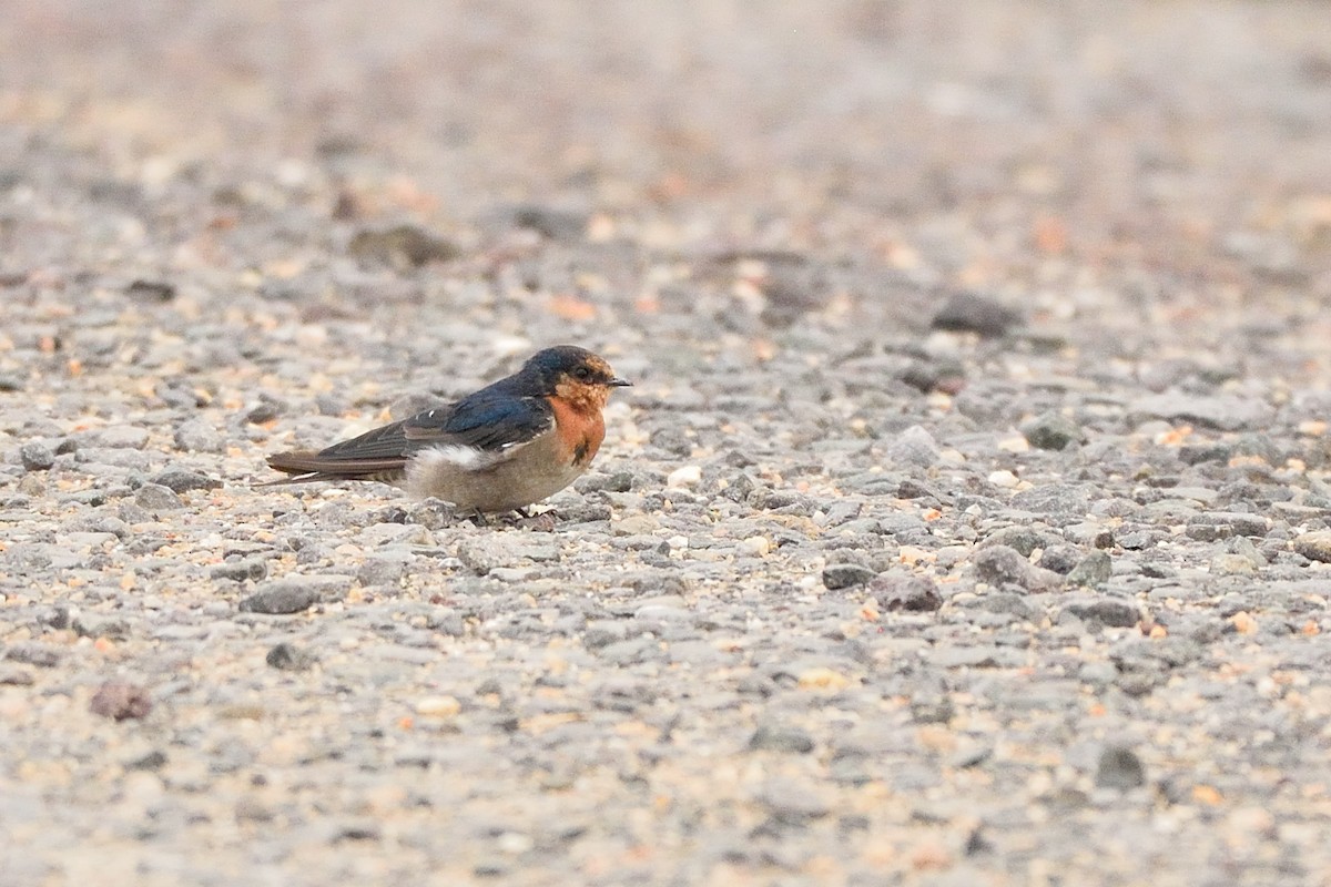 Hirondelle messagère - ML642464533