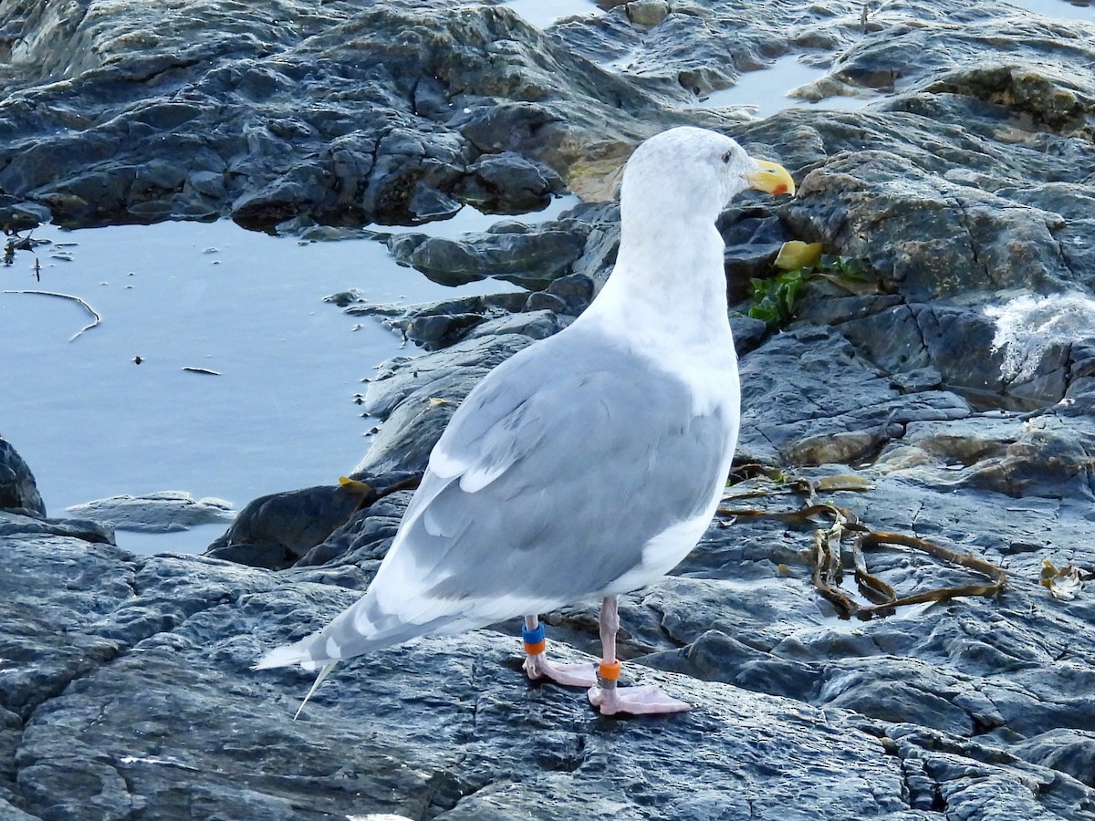 Goéland à ailes grises - ML642464552