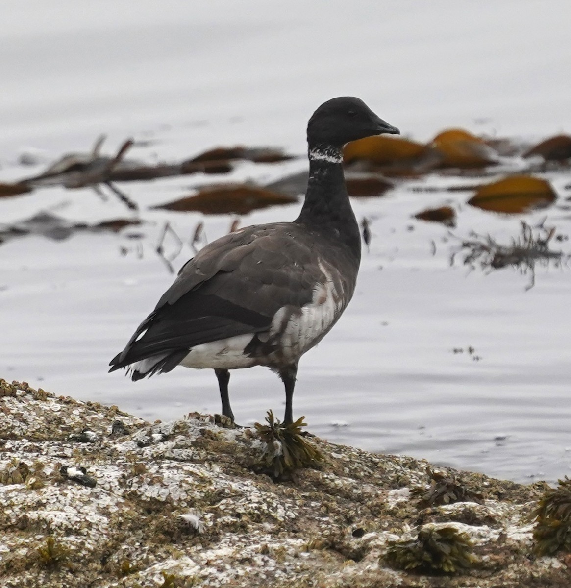 Brant - ML642464587