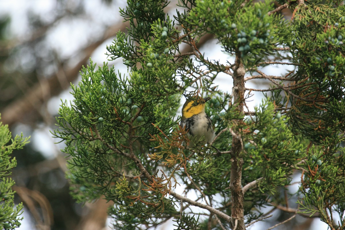 gulkinnparula - ML642464604