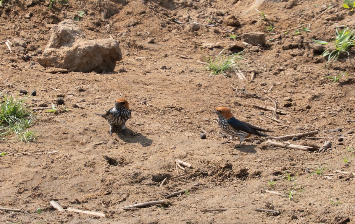 Lesser Striped Swallow - ML642464634