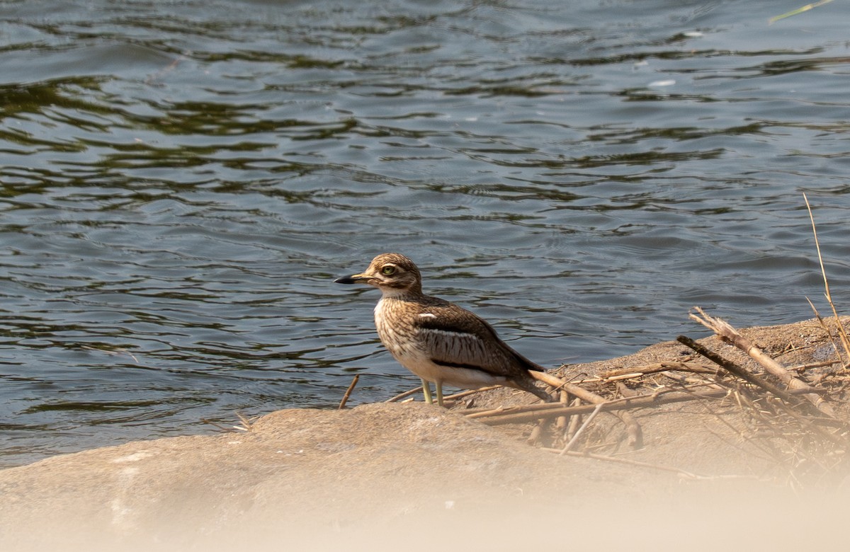 Water Thick-knee - ML642464675
