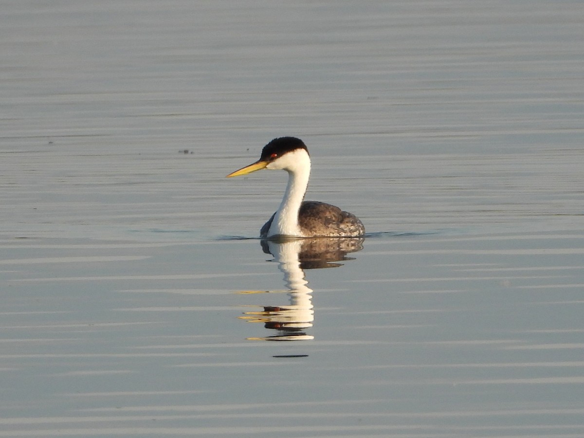 Western Grebe - ML642464681