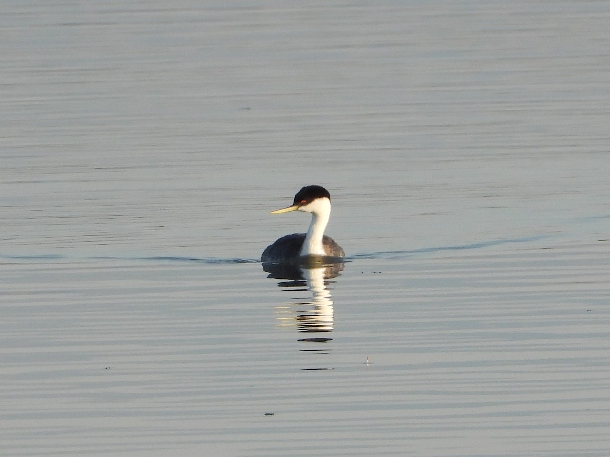 Western Grebe - ML642464682