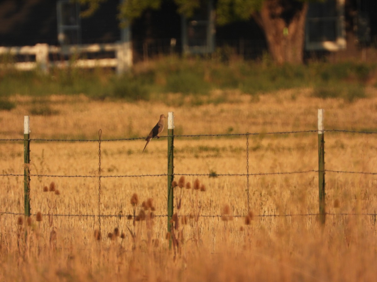 Mourning Dove - ML642464738