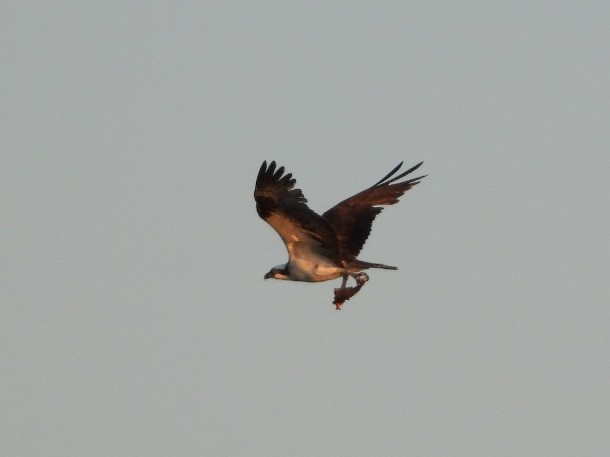 Osprey - ML642464740